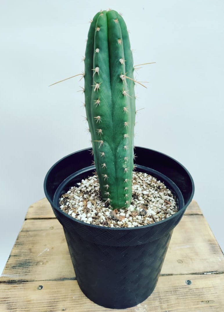 "Espinas para que las quiero"