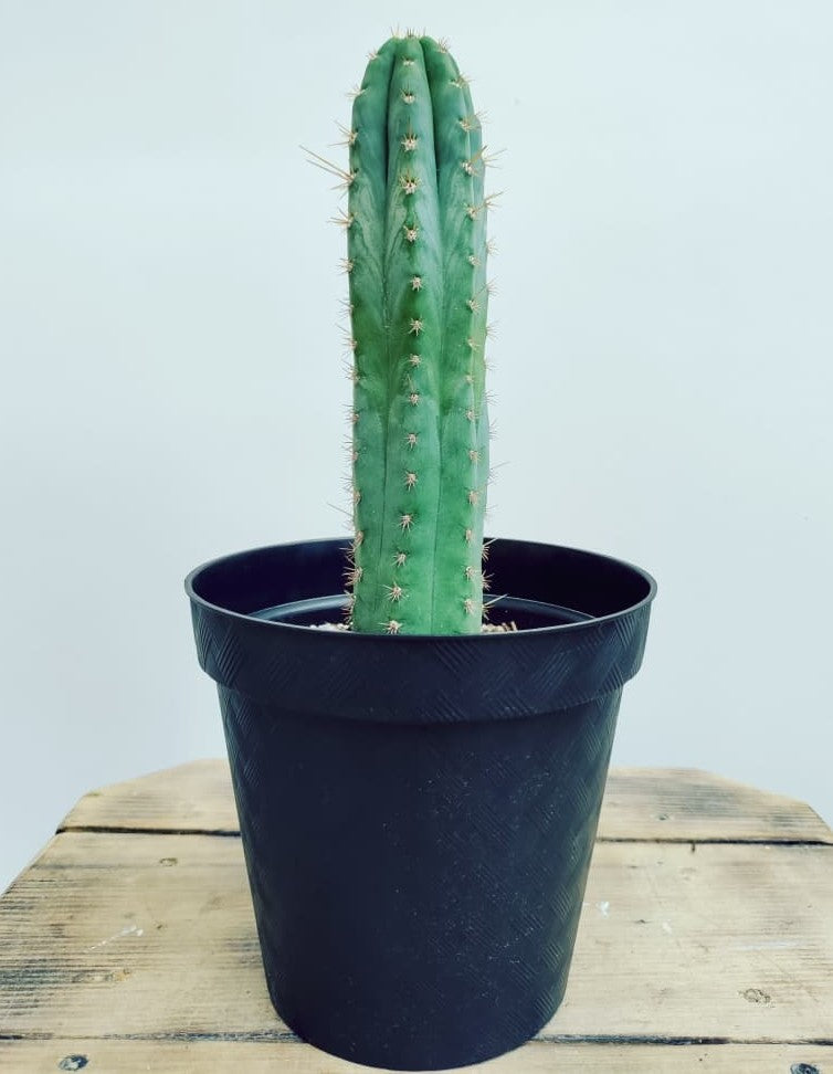 El 7 costillas pero XL