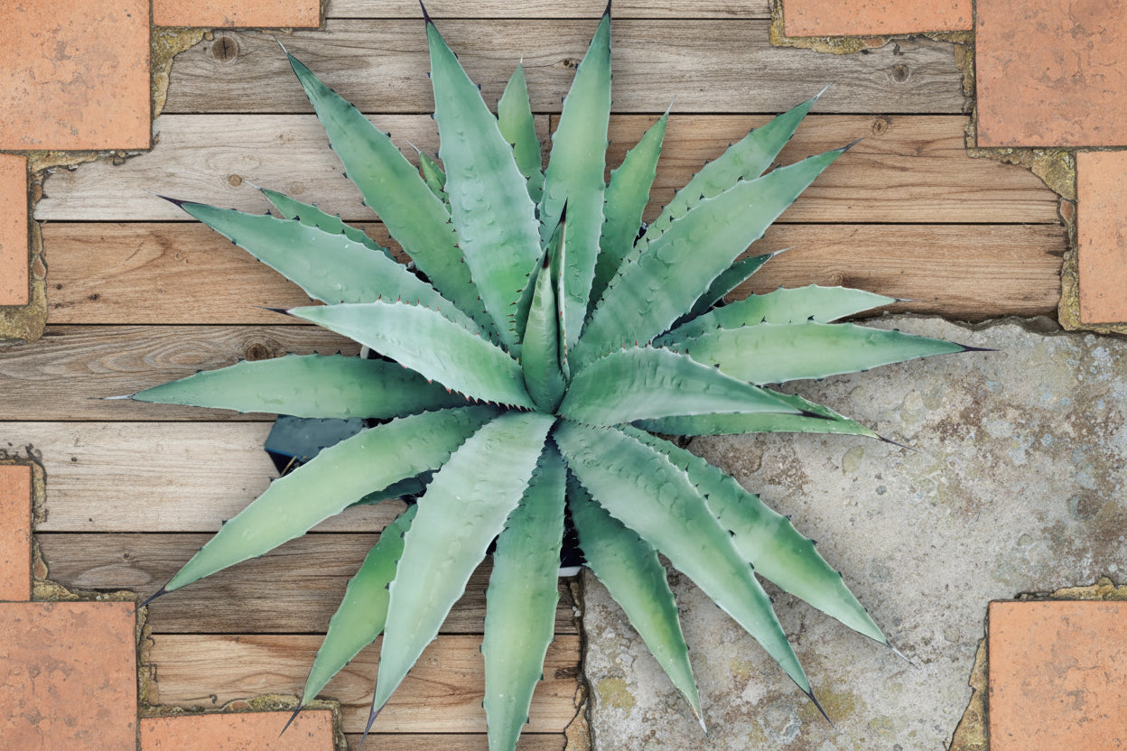 Soy un Agave Coyote