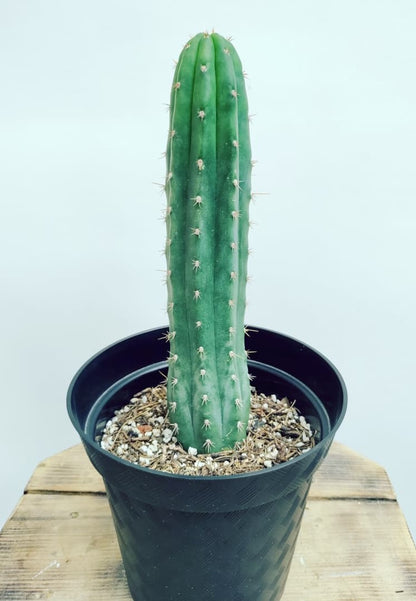 Amante de la simetría