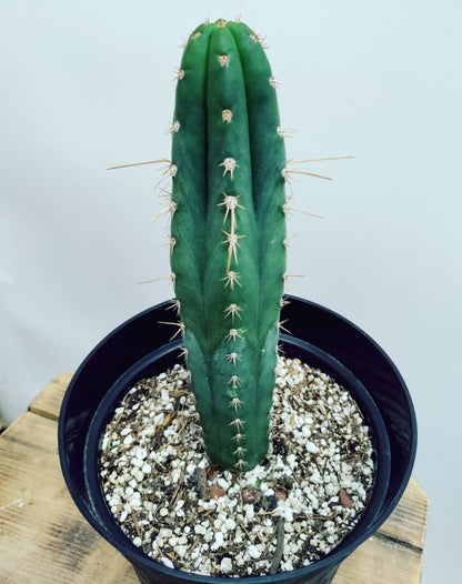 "Espinas para que las quiero"