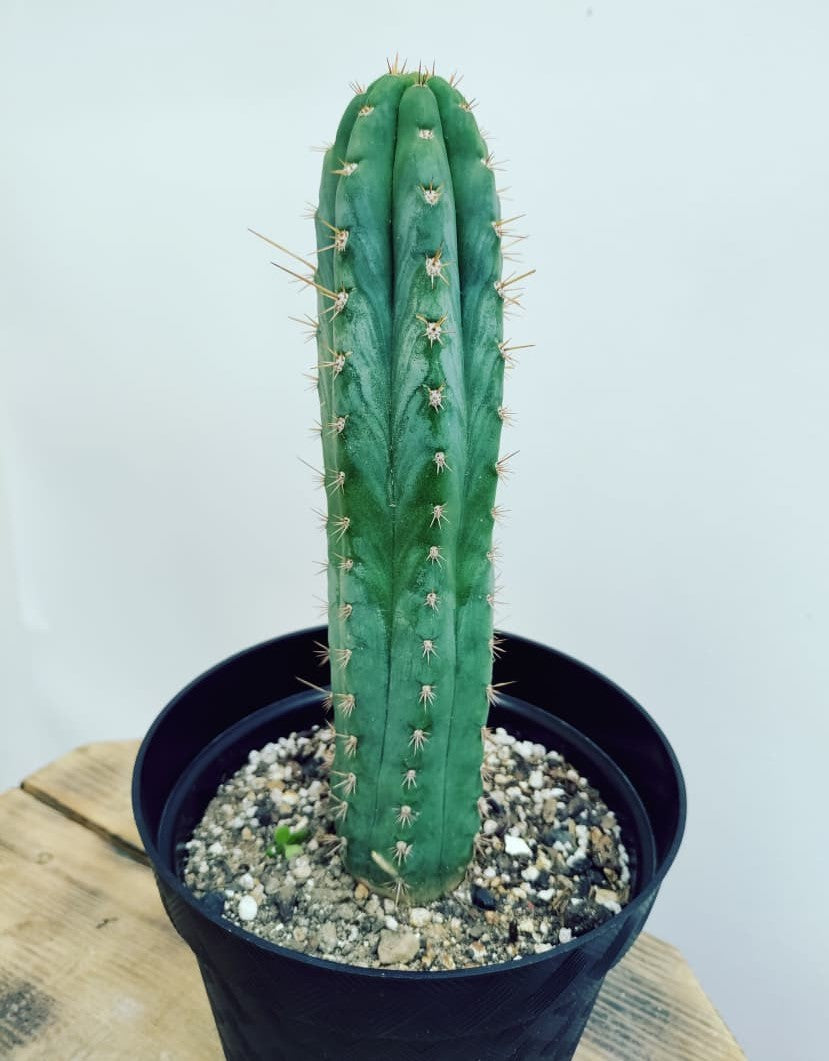 El 7 costillas pero XL