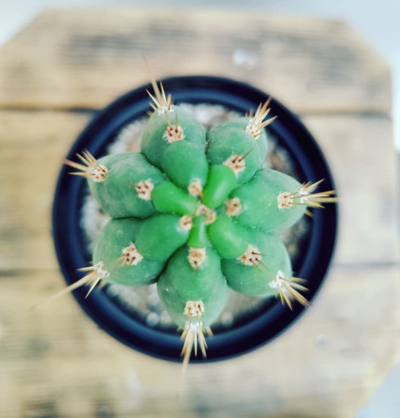 El 7 costillas pero XL