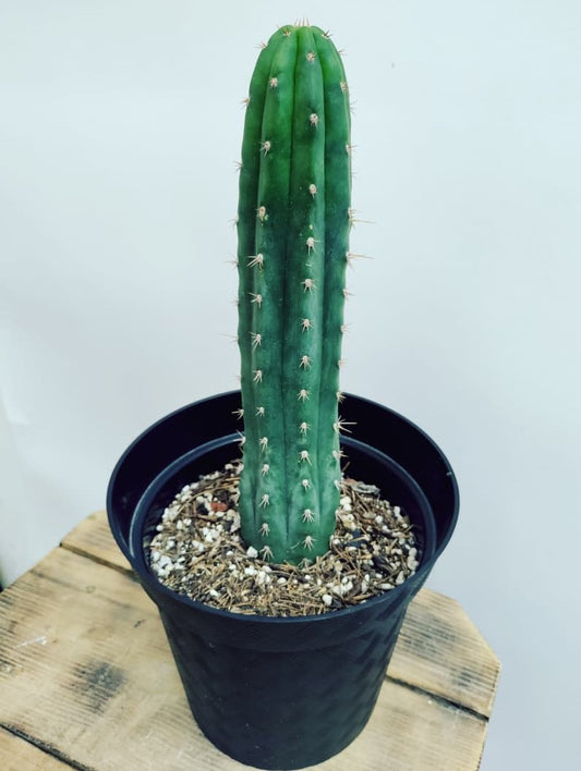 Amante de la simetría