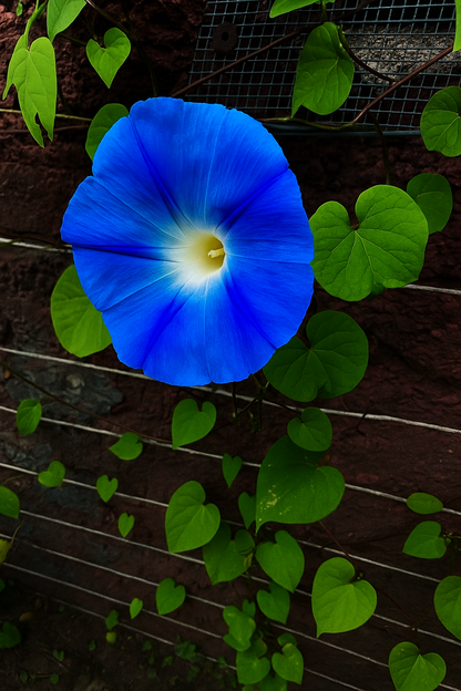 Semillas ipomoea Azul 150 unidades