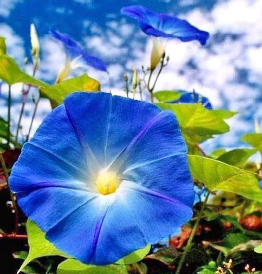 Semillas ipomoea Azul 150 unidades