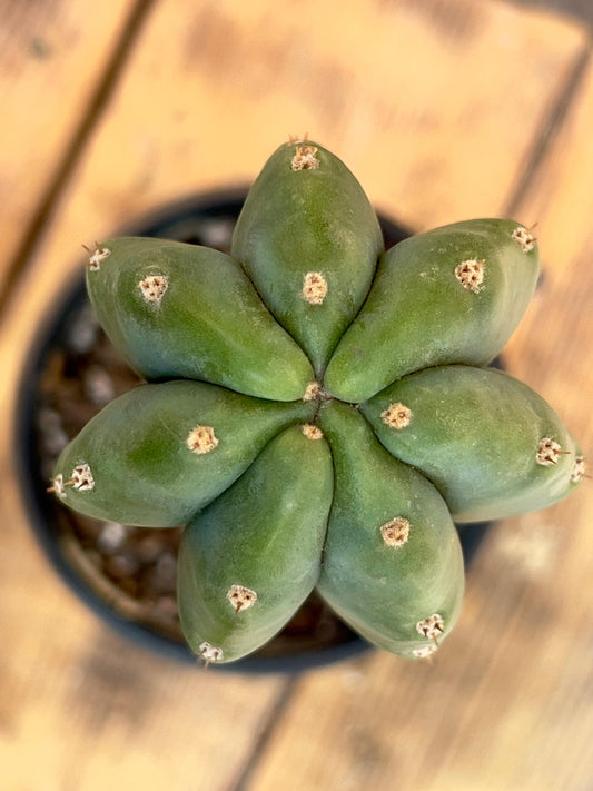 Un intruso en la familia