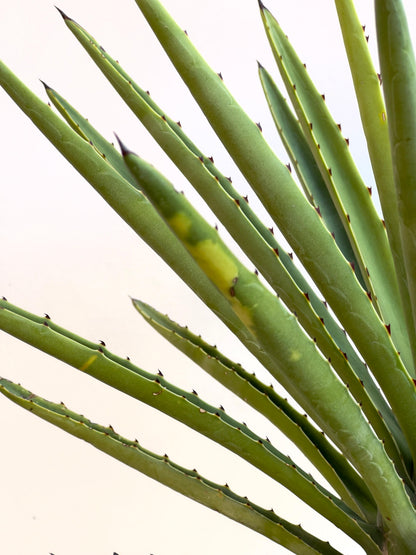 Soy un Agave Cuishe Variegado