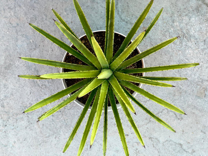 Soy un Agave Cuishe Variegado