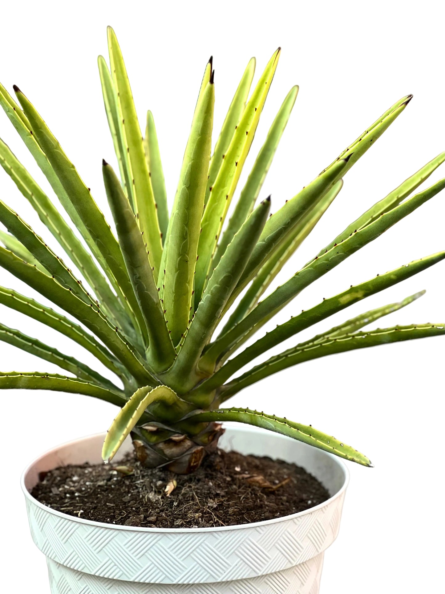 Soy un Agave Cuishe Variegado