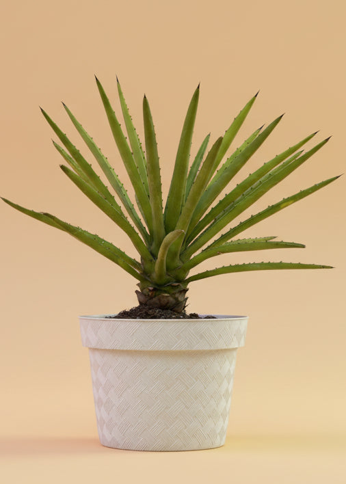 Soy un Agave Cuishe Variegado