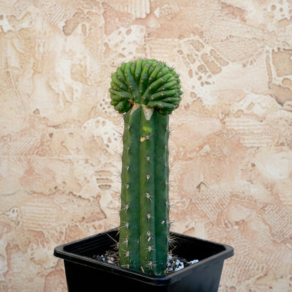 Cristata di Pedro'