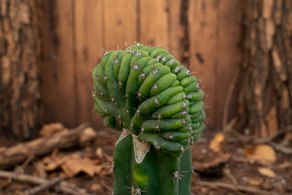 Cristata di Pedro'