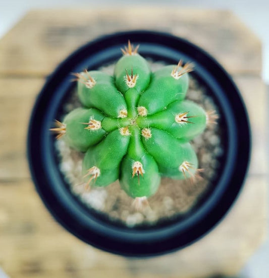 Amante de la simetría