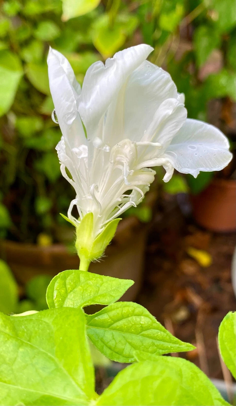 ipomoea Gypsi Bride White Plumbosa  25 semillas