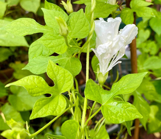 ipomoea Gypsi Bride White Plumbosa  25 semillas