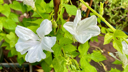 ipomoea Gypsi Bride White Plumbosa  25 semillas