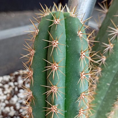 Antorcha peruana enraizada