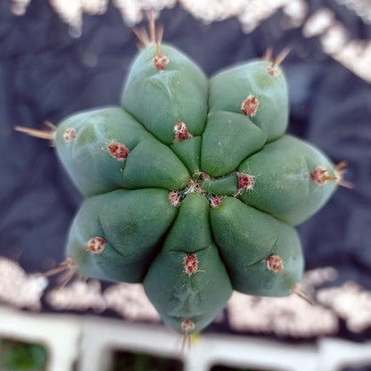 Antorcha peruana enraizada